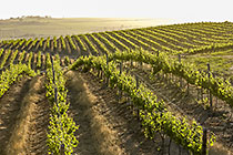 vineyards