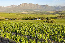 vineyards