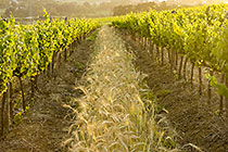 vineyards