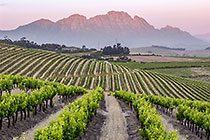 vineyards
