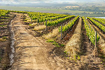 vineyards