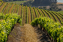 vineyards