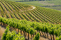 vineyards