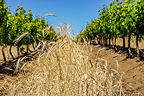 vineyards