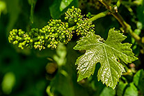 grape vine | leaf & flowers