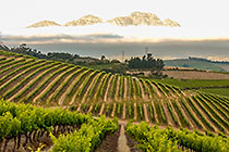 vineyards