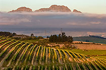 vineyards