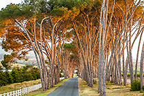 pine trees along entrance road