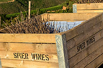 planting new grape vines