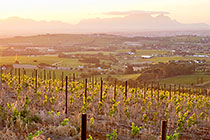 vineyards