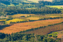vineyards & fields