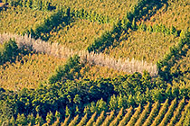 vineyards & fields