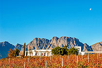 vineyards around cellar & mountains at sunset