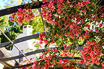 gardens : bougainvilla flowers