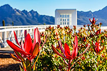 protea in front of cellar passerelle