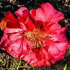 gardens : magnolia flower