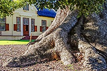 gardens : camphor tree in front of homestead