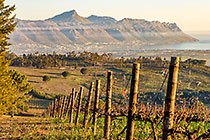 vineyards