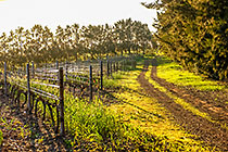 vineyards