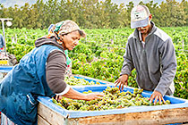 Harvest Korhaan Block Feb 2011