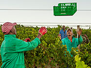 Harvest Korhaan Block Feb 2011