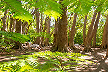 picinic in camphor forest
