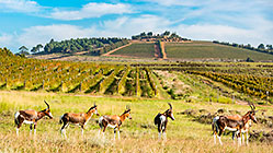 bontebok