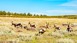 bontebok