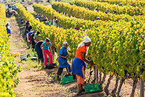 people harvesting grapes in vineyards