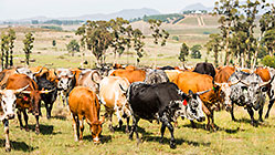 nguni cows herd