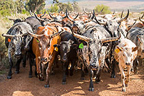 nguni cows herd