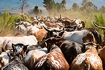 nguni cows herd