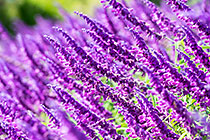 lavender flowers