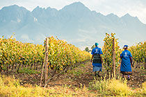 workers harvesting in vineyards