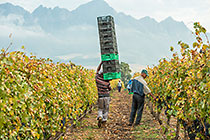 workers harvesting in vineyards