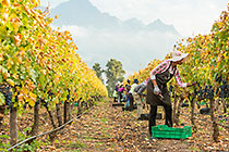workers harvesting in vineyards
