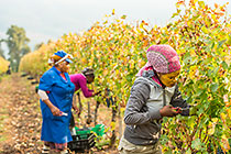 workers harvesting in vineyards