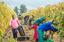 workers harvesting in vineyards