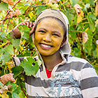workers harvesting in vineyards
