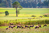 bontebok