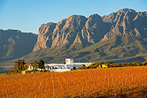 cellar in vineyards