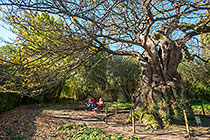 people sitting under old oak tree