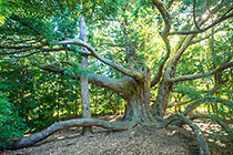 old yellowwood tree