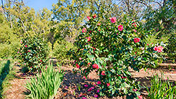 camellia flowers in garden