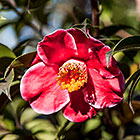 camellia flowers in garden