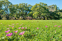 oxalis flowers in big lawn