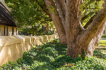 wall with ivy along camphor trees