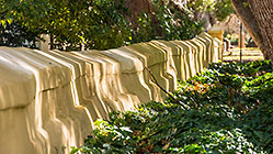 wall with ivy along camphor trees