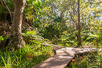 wetland garden