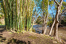 bamboo garden